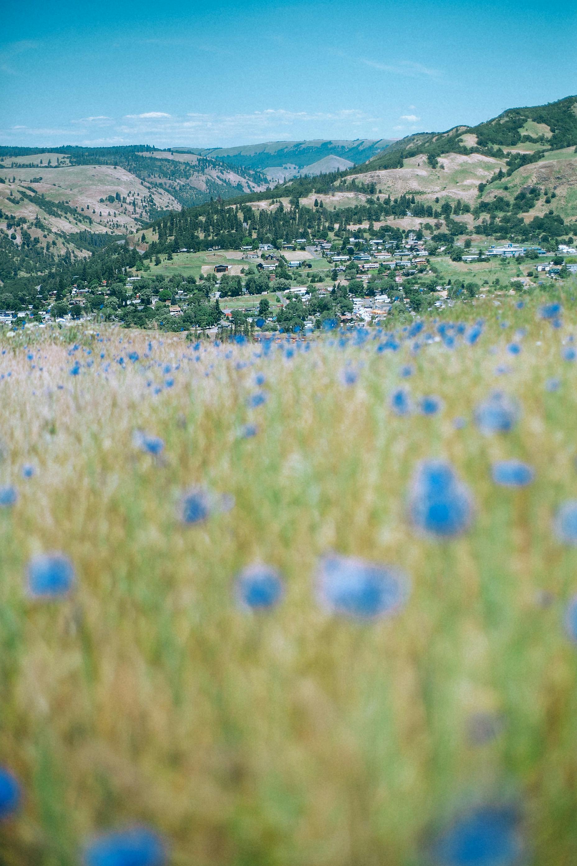 Blooming flowers against village in highlands · Free Stock Photo