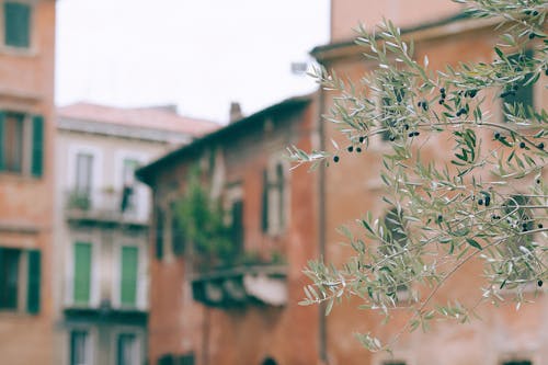 Free Branches of tree against houses Stock Photo