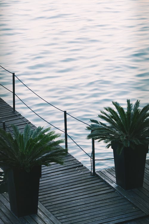 From above of wooden pier with potted green plants near rippling pure water