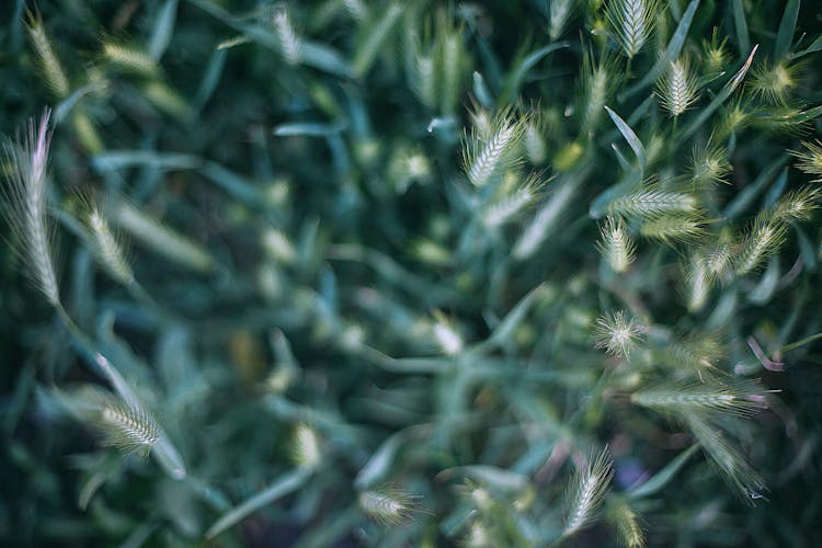 Green Cereal Growing In Field