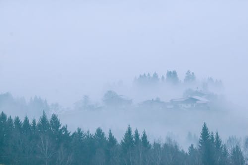 Picturesque scenery of green coniferous forest growing around small settlement covered with thick fog
