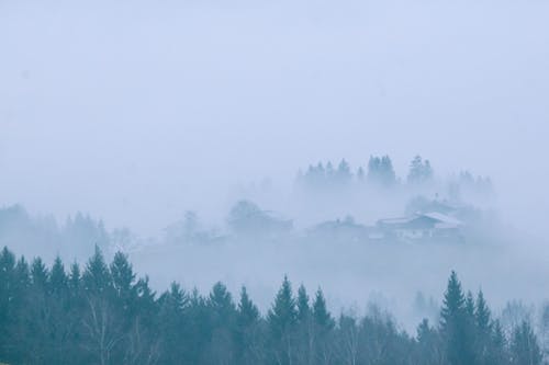 Groene Pijnbomen Bedekt Met Mist