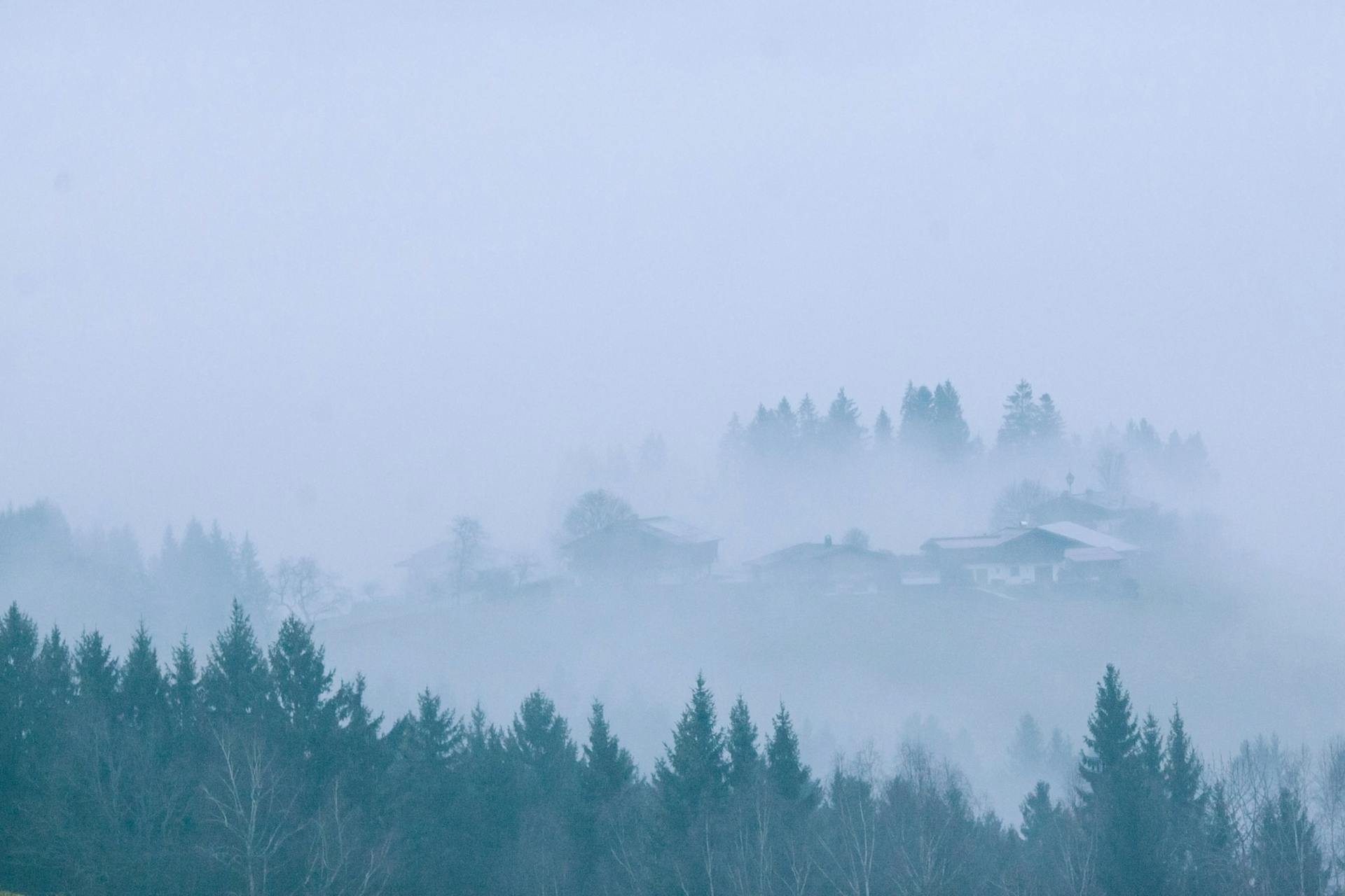 Picturesque scenery of green coniferous forest growing around small settlement covered with thick fog