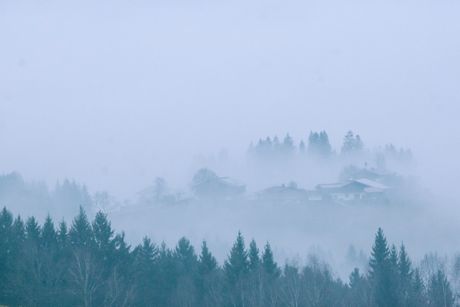 Coniferous forest in low fog, photo by Maria Orlova on Pexels