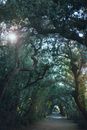 Perspective view of empty pathway between trees covered with branches and foliage in sunny day