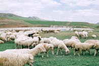 Herd of sheep grazing on field