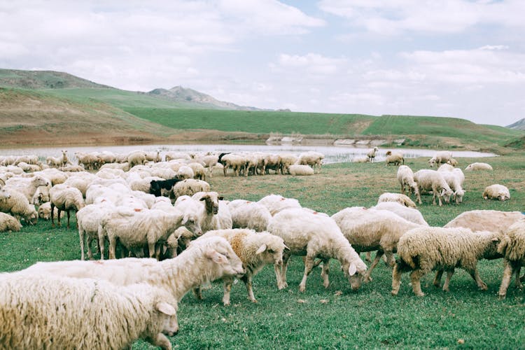 Herd Of Sheep Grazing On Field