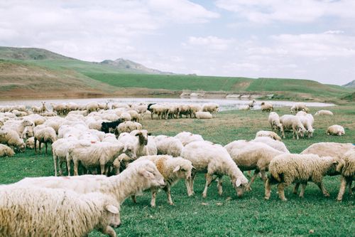 Free Flock of domestic sheep pasturing on green grassy field near lake in cloudy day Stock Photo
