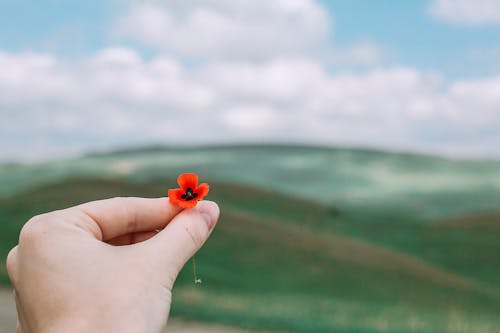 Crop anonymous person demonstrating small fresh red poppy  flower against blurred hills on partly cloudy day