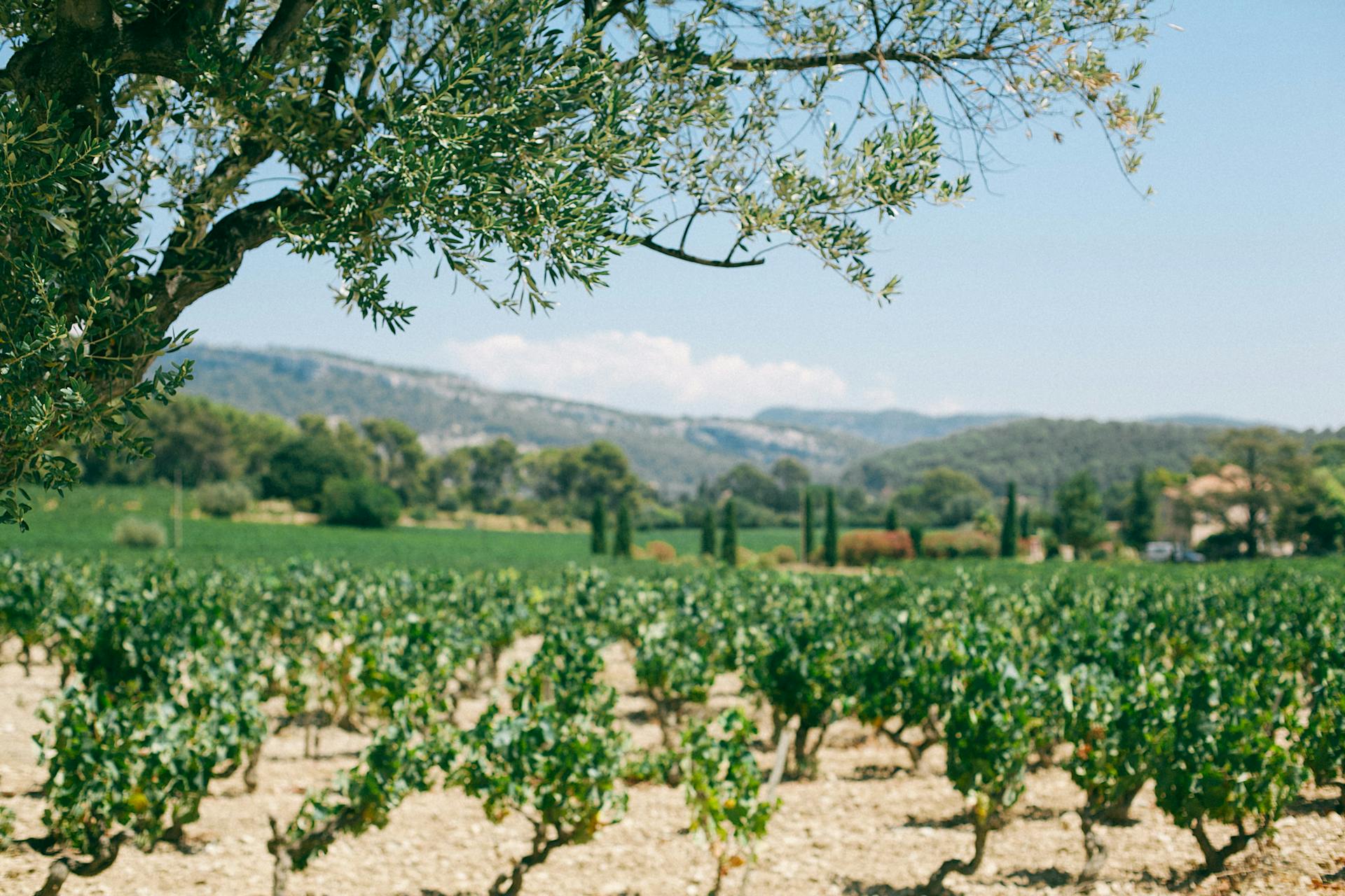 Plantation of grape bushes on dry soil located in countryside