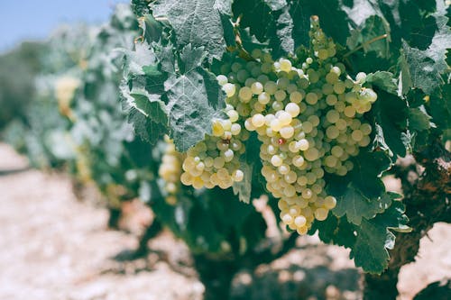 Foto d'estoc gratuïta de a l'aire lliure, agricultura, agronomia