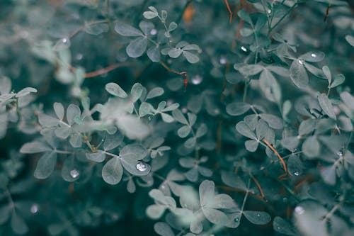 Lush foliage of bush with water drops