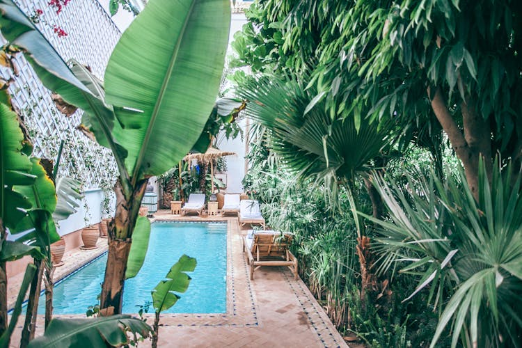 Exotic Plants Growing In Patio At Resort