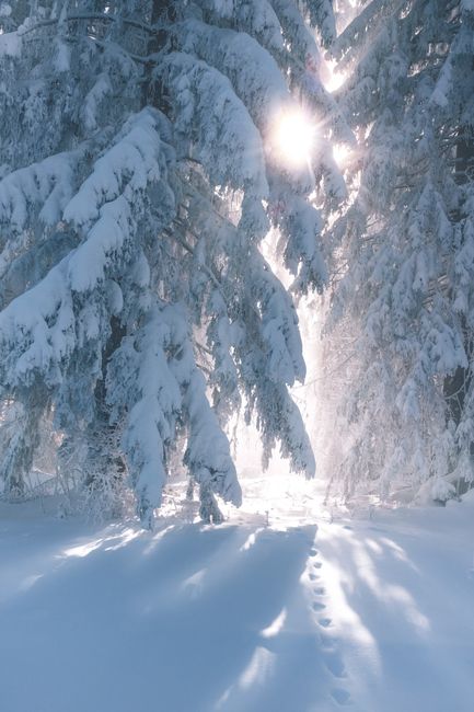 Picturesque winter scenery of forest with sunlight through branches of pine tree covered with snow