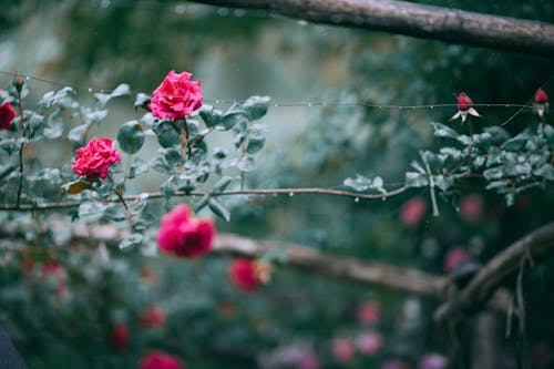 Green bushes with blooming roses and rose buds in summer garden on blurred background