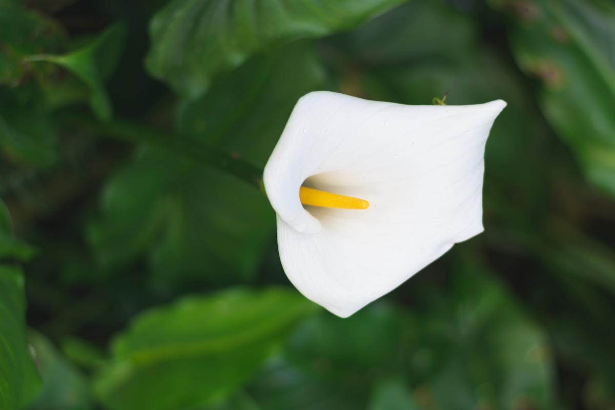 Planning an Outdoor Kitchen on Your Deck