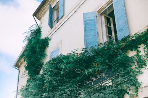 From below facade of old residential house with blue wooden shutters and climbing green plant on wall in sunny summer day