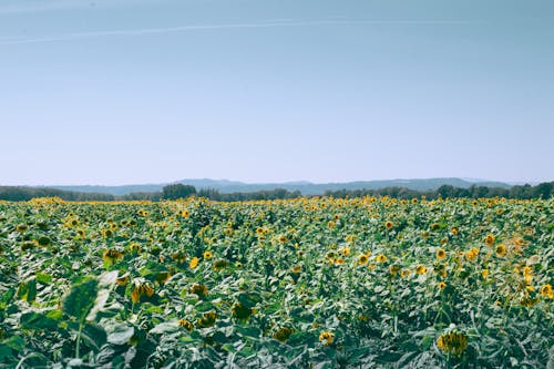 Boundless sunflowers green and yellow field in summertime