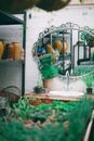 Mirror in silver ornamental frame above wash basin in household outbuilding near lush potted plants in daylight