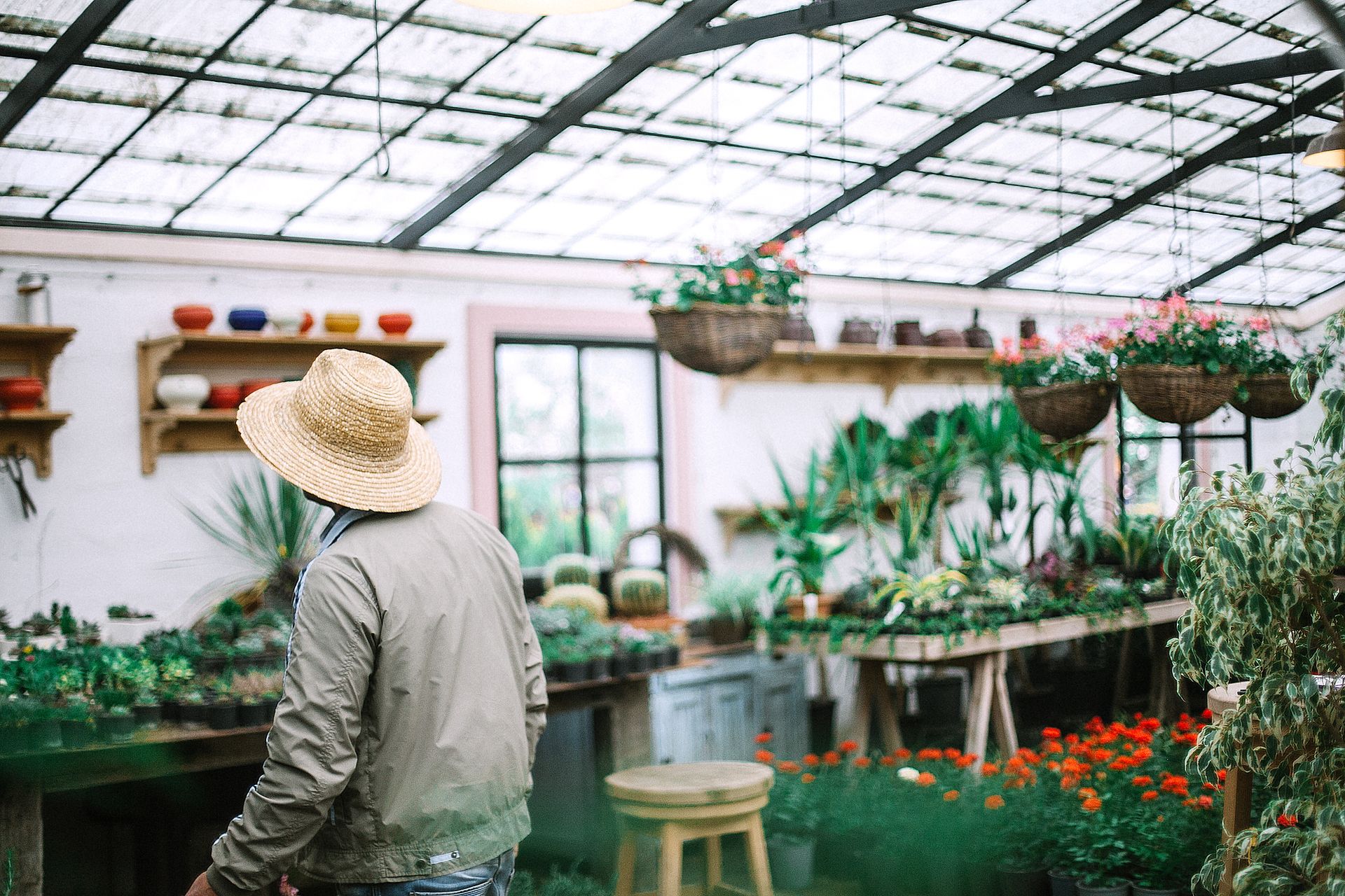 Gardener working inside modern greenhouse with various plants and flowers