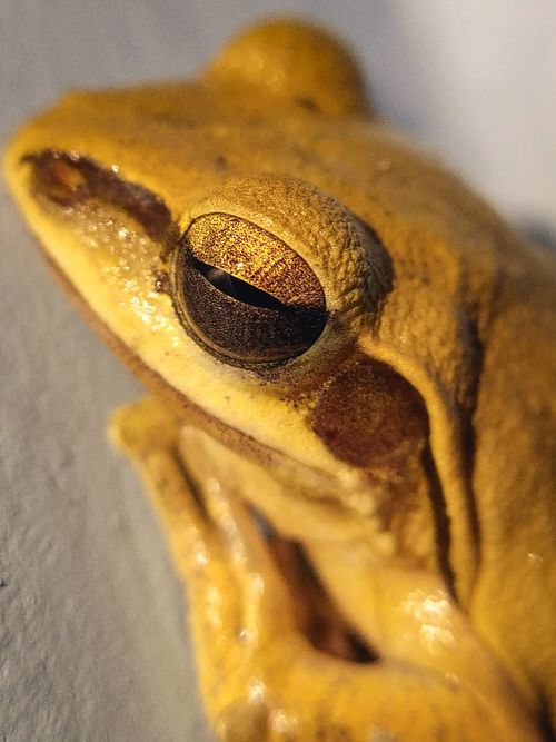 Free Detailed view of a yellow frog focusing on its eye. Perfect for wildlife and nature themes. Stock Photo