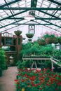 Huge hothouse with potted flowers and plants located around wooden dresser