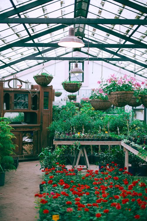 Free Pots with red flowers and vases with pink flowers hanging on ceiling of modern greenhouse illuminated with lamps and furnished with wooden drawer Stock Photo