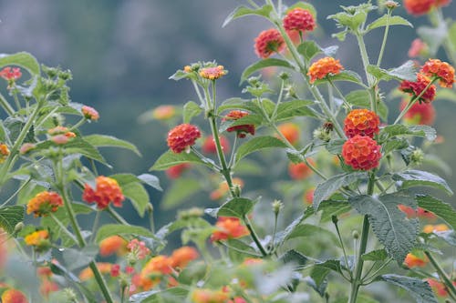 Blooming red flowers with green leaves growing in garden