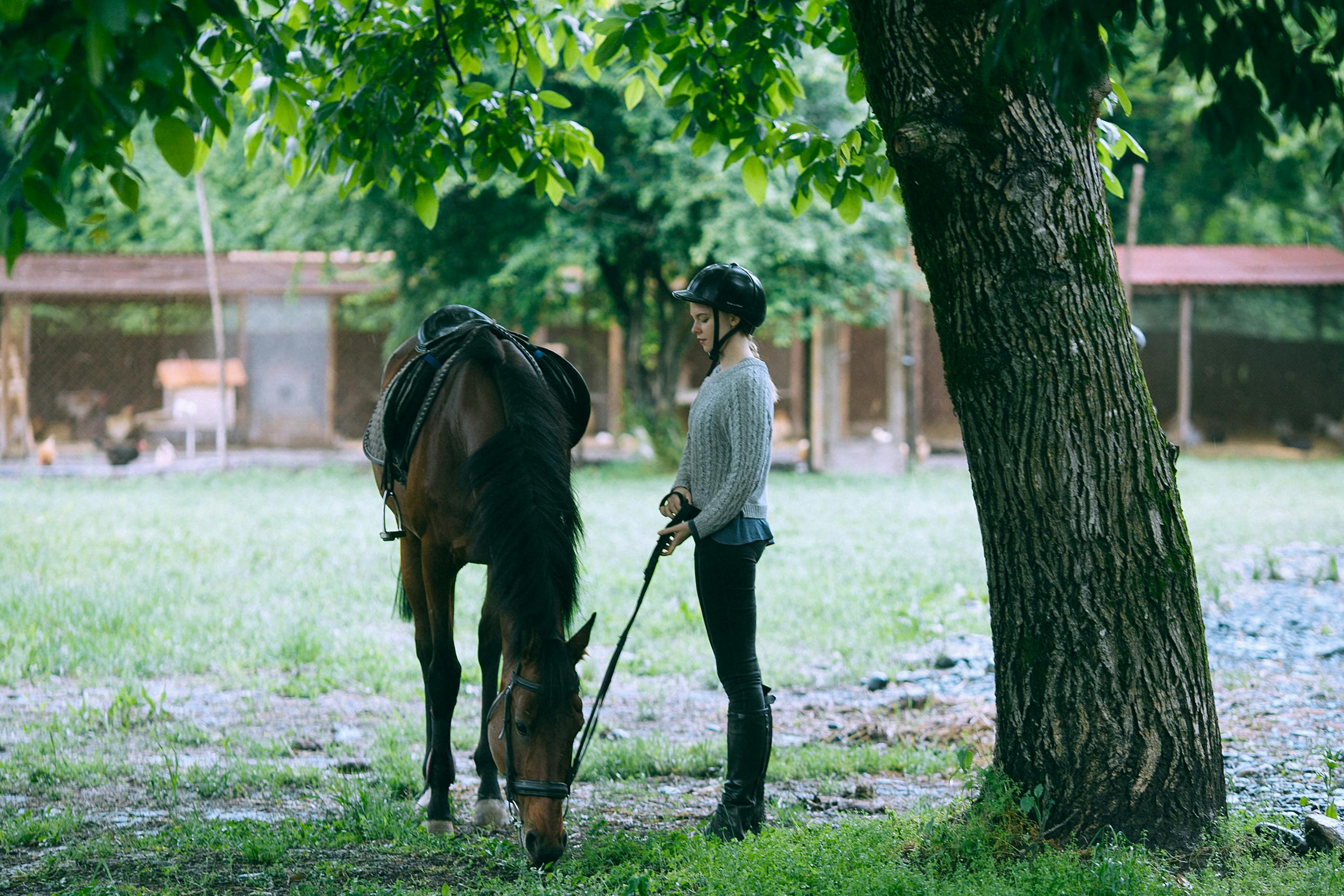 Side view of young female equestrian wearing black helmet carrying harness of brown purebred horse standing in paddock and eating grass