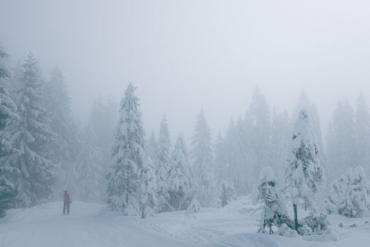 一个孤独的人走在冬日森林里那条雾蒙蒙、宁静的白雪小路上