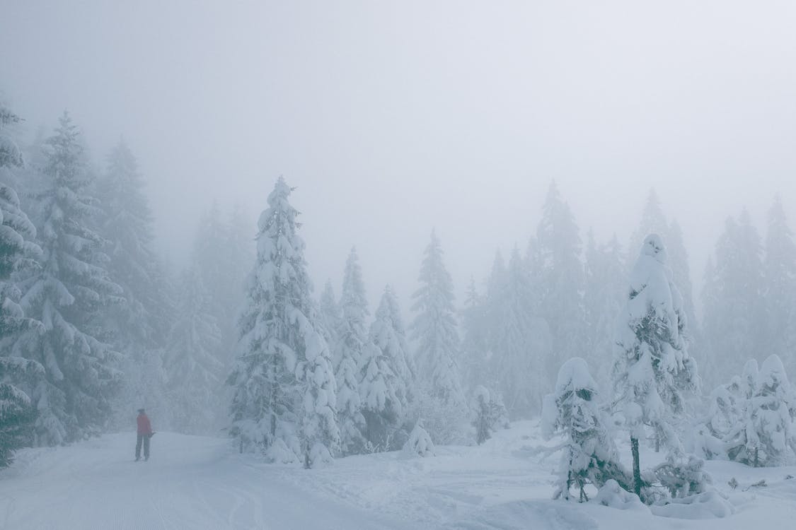Anonymous traveler walking through winter snowy forest