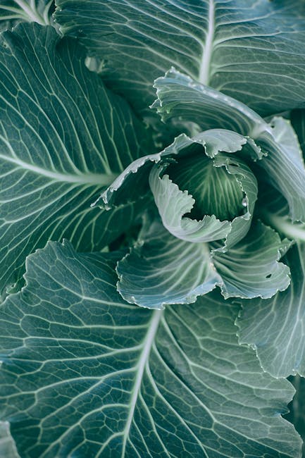 8 Amazing Cabbage Juice Benefits (CAUTION DO NOT TAKE TOO MUCH)