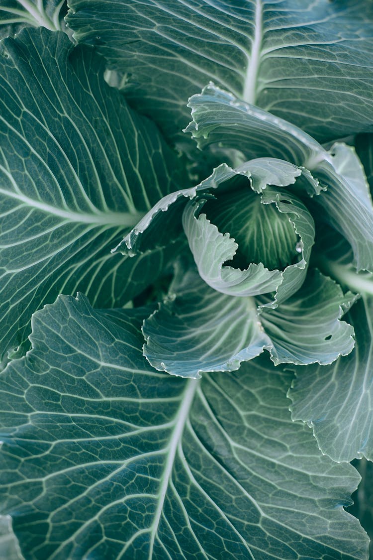 Green Cabbage Growing In Garden