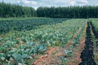 Cabbage growing on agricultural field