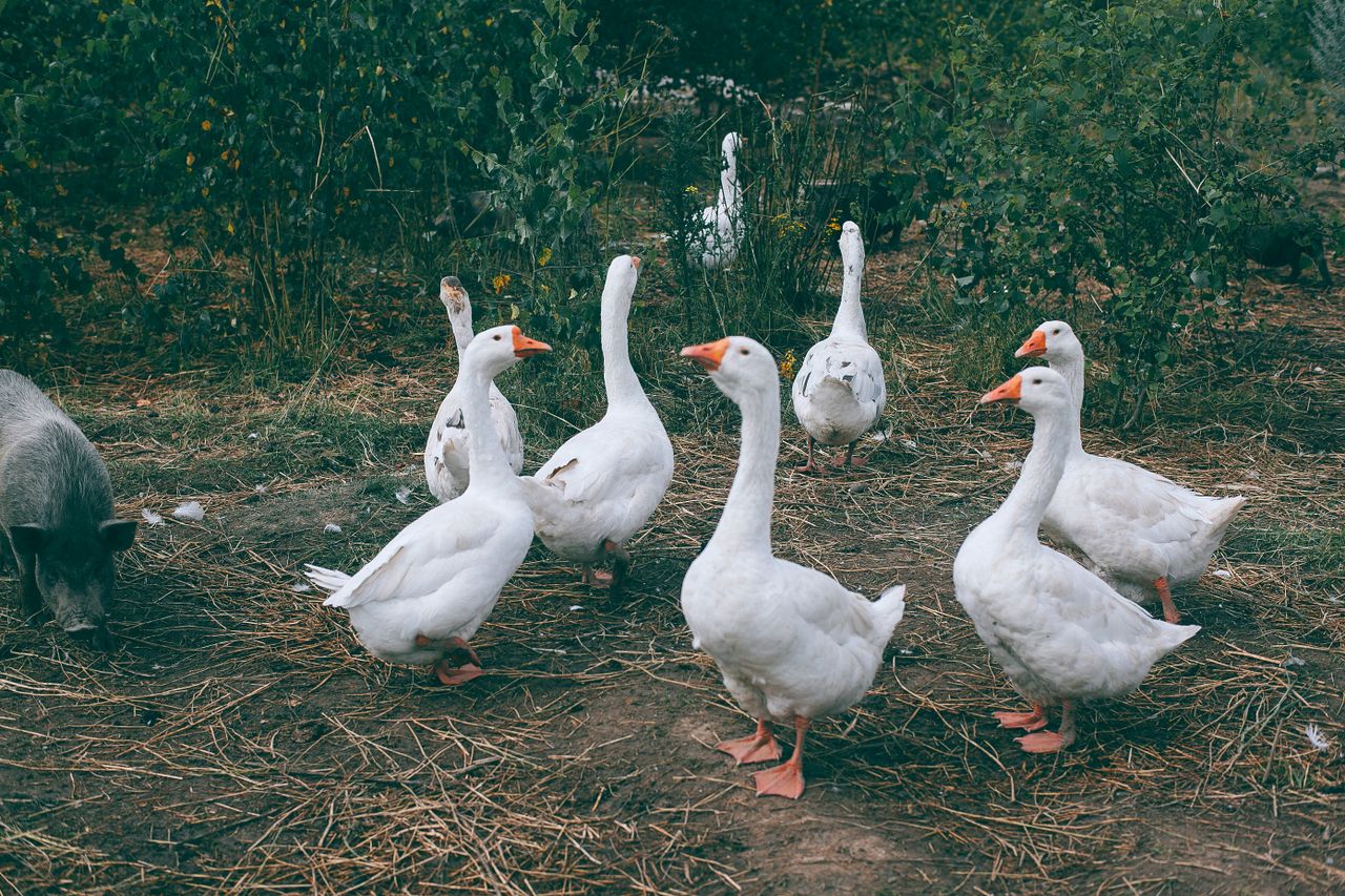 gaggle of white geese and black pig walking near green bushes in count
