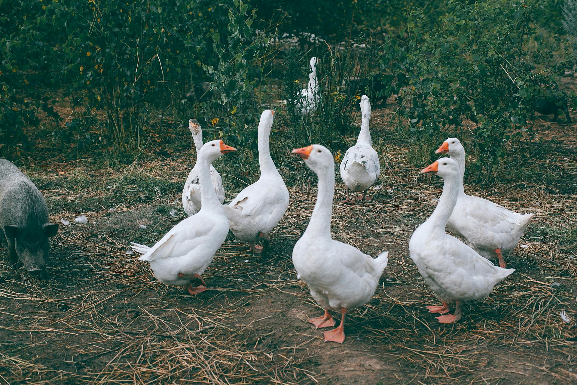 Gaggle of white geese and black pig walking near green bushes in countryside