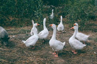 Gaggle of white geese and black pig walking near green bushes in countryside