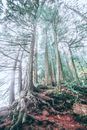 From below of tall old trees with thick roots growing in woods in sunny day