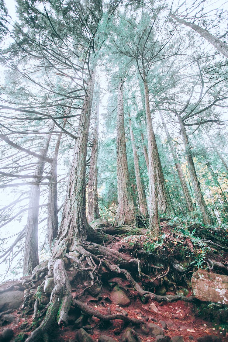 Trees With Thick Roots In Forest