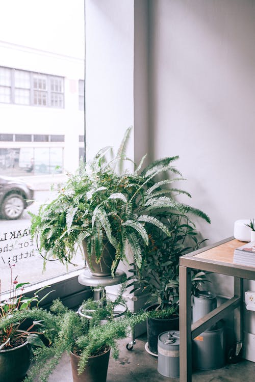 Pots with lush green plants placed in shop between window and table in daylight