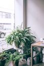 Pots with lush green plants placed in shop between window and table in daylight