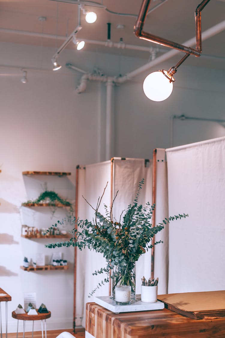 Potted Green Plant On Wooden Counter