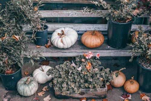 Free From above of pumpkins of different sizes and colors placed on shabby wooden bench with potted green plants Stock Photo