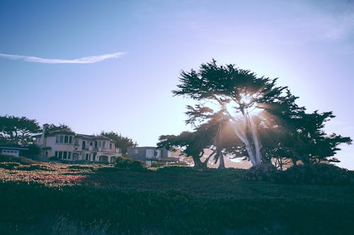 Free Scenic view of trees near houses Stock Photo