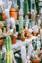 Assorted cacti with thick prickly stems growing in pots on shelves in plant shop