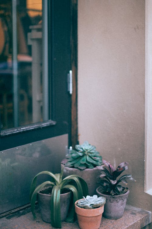 Assorted potted plants on sill of house