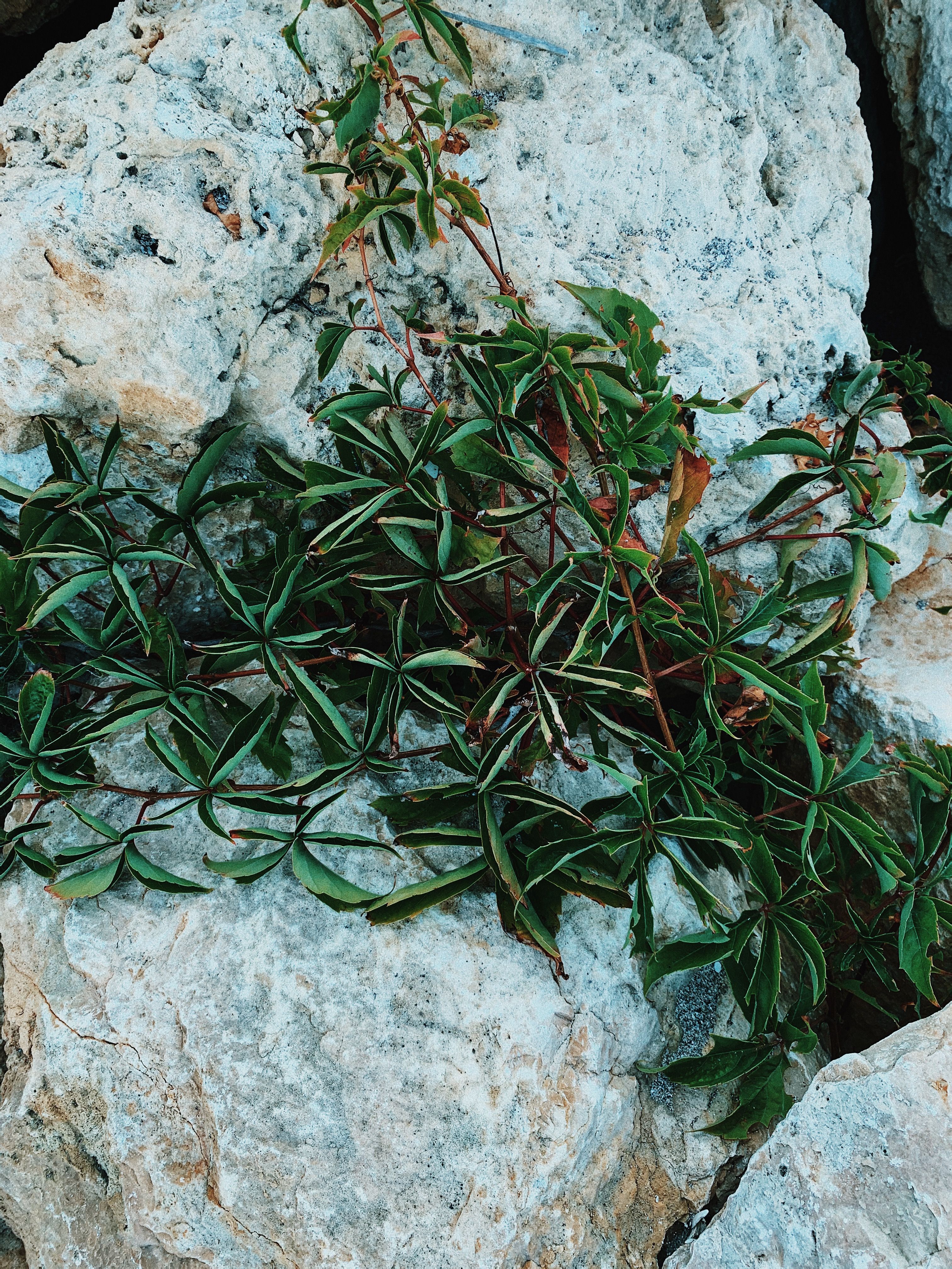 From above of green leaves of seaweed on stone of rocky seashore at daylight