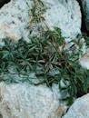 Green tropical plant on stones near sea