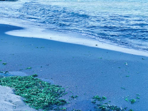 Foto profissional grátis de à beira-mar, água, algas marinhas