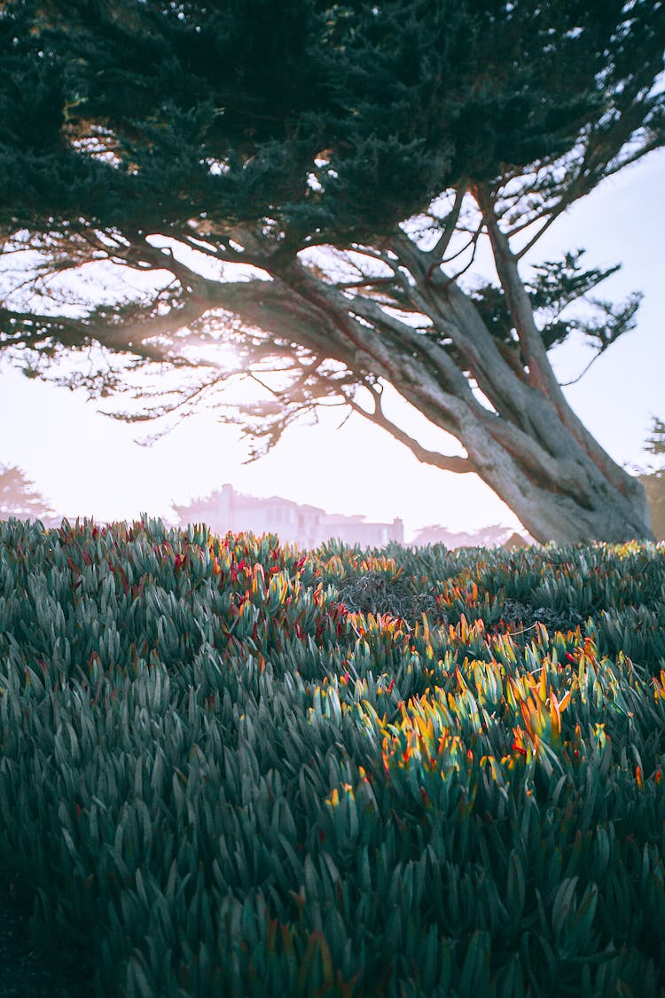 Overgrown Tree On Meadow With Blossoming Flowers